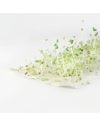 Carte à planter "Joyeux anniversaire" - ALASKAN MAKER
