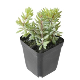 Plante artificielle succulente haute 9 x 18 cm - VERT ESPACE