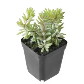 Plante artificielle succulente haute 9 x 18 cm - VERT ESPACE