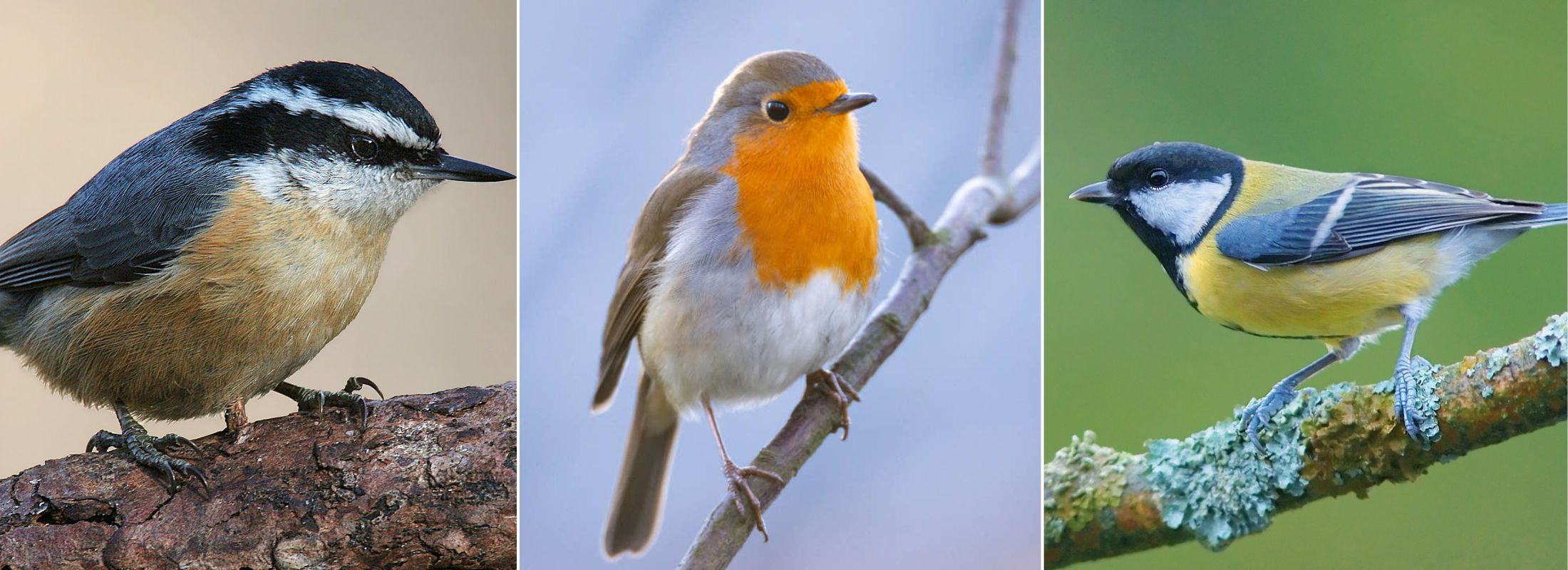 Attirer les oiseaux au jardin en hiver : nichoir et mangeoir